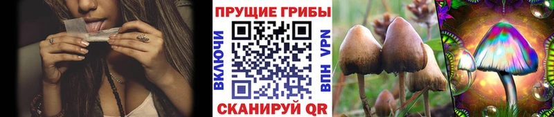 Псилоцибиновые грибы MAGIC MUSHROOMS  Тетюши 